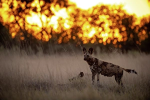 Wild Dog Prints: Wild Dog at sunset, Okavango Delta, Botswana