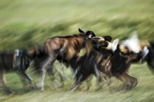 Images Dated 2nd August 2013: Wild dogs feeding on young wildebeeste, Piyaya, Tanzania