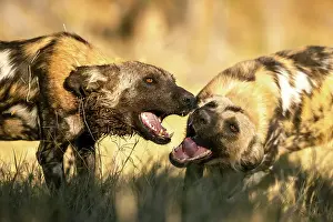 Botswana Prints: Wild Dogs greeting each other, Okavango Delta, Botswana