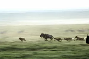 Images Dated 2nd August 2013: Wild dogs hunting wildebeeste, Piyaya, Tanzania