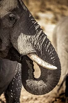 Awlrm Collection: Wild elephant portrait, Botswana, Africa
