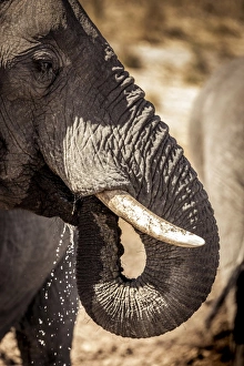 Wild elephant portrait, Botswana, Africa