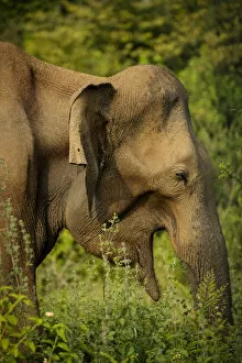 Images Dated 28th March 2019: Wild Elephants in Uda Walawe National Park, Uva Province, Sri Lanka, Asia