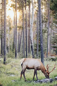 Wild Elk in Jasper National Park at sunset. Canadian Rockies, Alberta, Canada