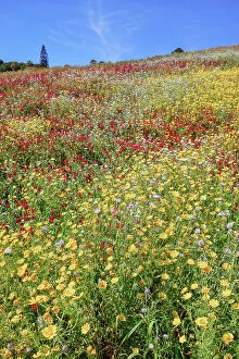 Images Dated 12th June 2023: Wild flowers blooming, Agrigento, Sicily, Italy