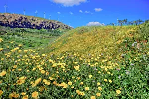 Images Dated 12th June 2023: Wild flowers blooming and in the background wind turbines, Realmonte, Agrigento, Sicily, Italy
