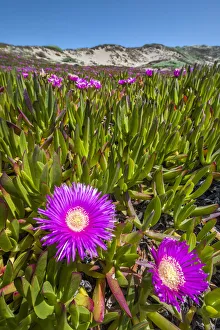 Wild flowers in dunes, Point Reyes National Seashore, Marin County, California, USA Wild flowers in dunes, Point Reyes National Seashore, Marin County, California, USA