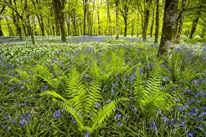 Ferns Prints: Wild Garlic & Bluebells, Cornwall, England