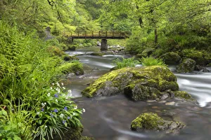 Wild garlic and bluebells flowering on the banks of the East Lyn River at Watersmeet Wild garlic and bluebells flowering on the banks of the East Lyn River at Watersmeet