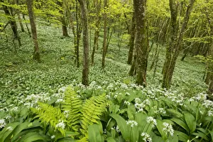 Spring Time Prints: Wild garlic and ferns growing in a Cornish woodland in spring time, Looe, Cornwall
