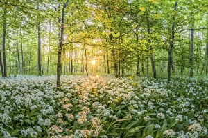 Nature Reserve Collection: Wild garlic in the forest of the Kuhkopf Knoblochsau nature reserve near Stockstadt, Hesse, Germany
