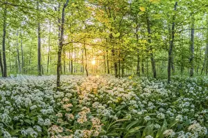 Nature Reserve Prints: Wild garlic in the forest of the Kuhkopf Knoblochsau nature reserve near Stockstadt