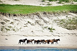 Sable Island Prints: Wild horese walk the beach on Sable Island, Nova Scotia, Canada