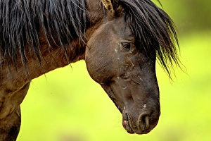 Equus Ferus Prints: Wild horse in Alberta, Canada