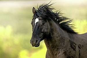 Equus Ferus Prints: Wild horse in Alberta, Canada