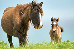 Sable Island Prints: A wild horse and her foal on Sable Island, Nova Scota, Canada