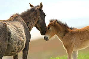 Sable Island Prints: A wild horse and her foal on Sable Island, Nova Scotia, Canada