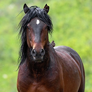Wild horse iin Alberta, Canada