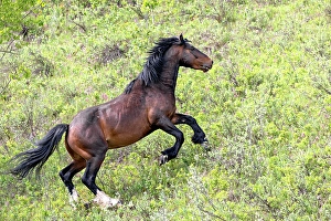 Equus Ferus Prints: A wild horse run through the field in Alberta, Canada