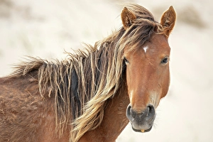 A wild horse on Sable Island, Nova Scotia, Canada