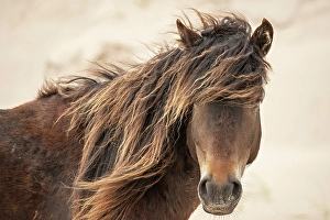 A wild horse on Sable Island, Nova Scotia, Canada