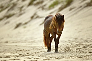 A wild horse walking on the beach on Sable Island, Nova Scotia, Canada