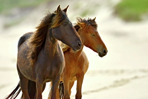 Wind Prints: A wild horse walking on the beach on Sable Island, Nova Scotia, Canada