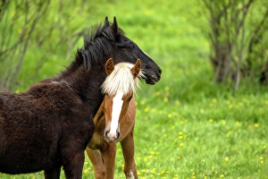 Wild Horses Prints: Wild horses in Alberta, Canada