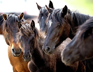 Wild horses in Alberta, Canada
