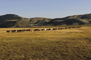 Abruzze Gallery: Wild horses at Campo Imperatore, Abruzze, Italy