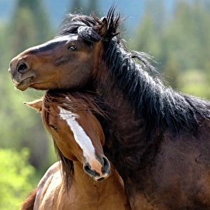 Wild horses iin Alberta, Canada