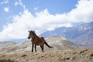Wild horses near Lo Manthang, Upper Mustang region, Nepal