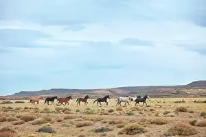 Petrified Forest Prints: Wild horses in the Patagonian steppe
