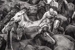 Images Dated 4th July 2015: Wild horses rounded up in the crowded arena during the Rapa das Bestas (Shearing