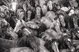 Wild horses rounded up in the crowded arena during the Rapa das Bestas (Shearing