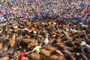 Galicia Prints: Wild horses rounded up in the crowded arena during the Rapa das Bestas (Shearing
