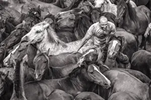 Galicia Prints: Wild horses rounded up in the crowded arena during the Rapa das Bestas (Shearing