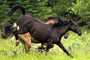 Rain Prints: Wild horses running in the rain in Alberta, Canada