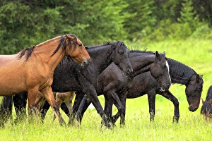 Rain Prints: Wild horses running in the rain in Alberta, Canada