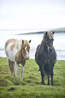 Images Dated 29th March 2021: Wild Horses, South Iceland, Northern Europe
