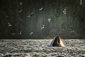 Images Dated 21st February 2020: Wild Humpback Whale feeding at broughton archipelago, Vancouver Island, British Columbia