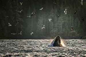North West Prints: Wild Humpback Whale feeding at broughton archipelago, Vancouver Island, British Columbia