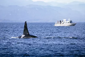 Images Dated 21st February 2020: Wild Killer Whale Watching at Vancouver Island, British Columbia, Canada