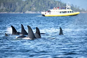Images Dated 21st February 2020: Wild Killer Whale Watching at Vancouver Island, British Columbia, Canada. Pod and boat