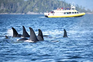 Images Dated 21st February 2020: Wild Killer Whale Watching at Vancouver Island, British Columbia, Canada. Pod and boat