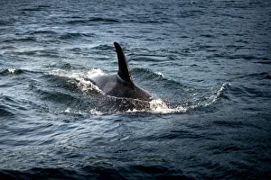 Images Dated 21st February 2020: Wild Killer Whale Watching at Vancouver Island, British Columbia, Canada