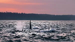 Images Dated 21st February 2020: Wild Killer Whale Watching at Vancouver Island, British Columbia, Canada. Sunset