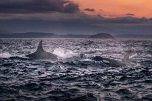 Images Dated 21st February 2020: Wild Killer Whale Watching at Vancouver Island, British Columbia, Canada. Sunset