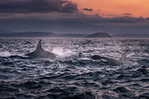 Images Dated 21st February 2020: Wild Killer Whale Watching at Vancouver Island, British Columbia, Canada. Sunset