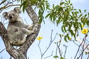 Wild Koala, Magnetic Island. Townsville, Queensland, Australia